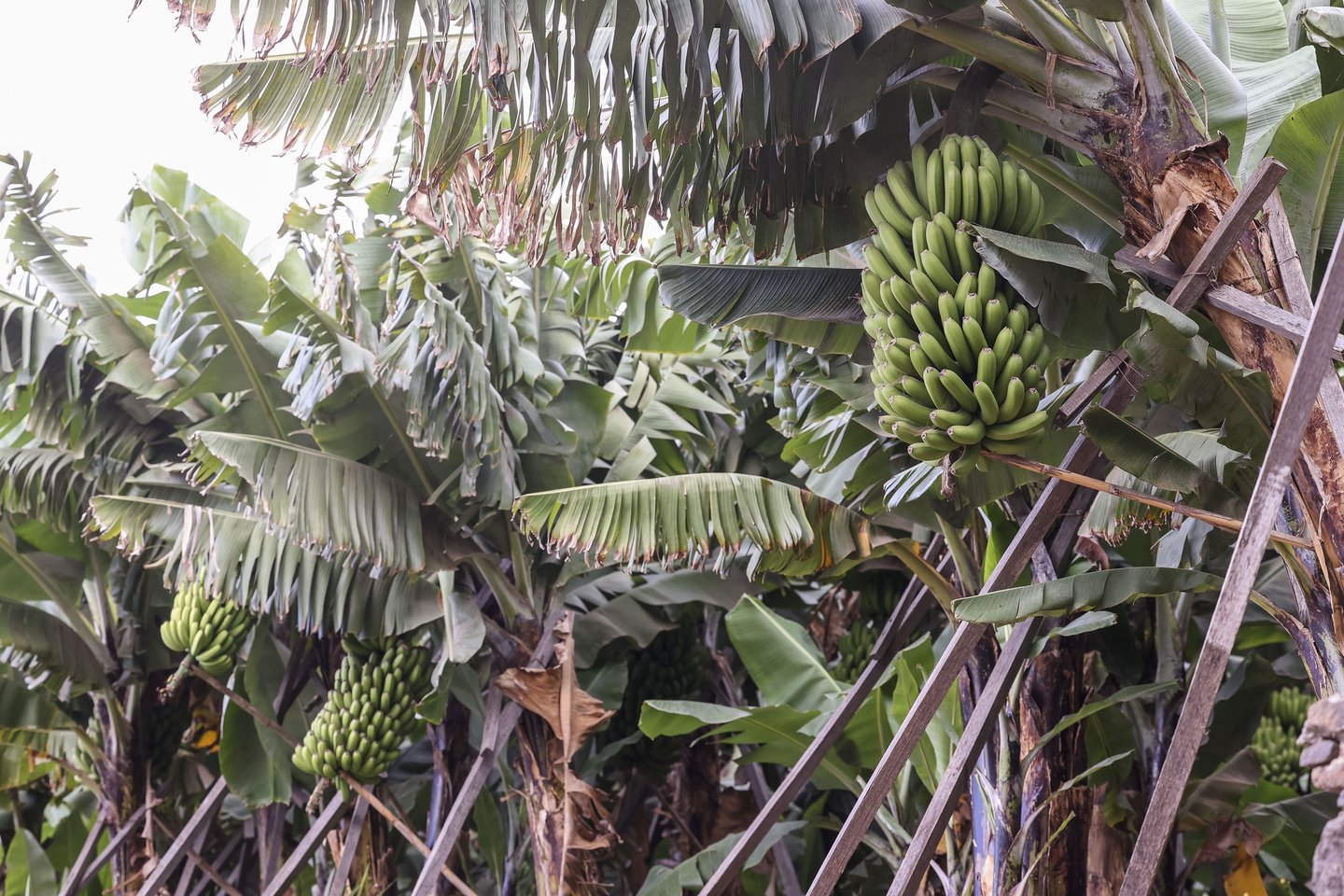 Madeira testa drones para transporte de bananas
